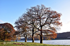 DSC_1497- Website