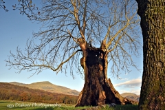 DSC_1508- Website