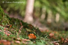 DSC_1524-Website