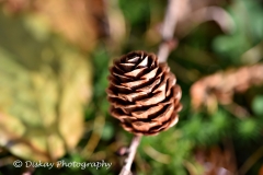 DSC_1525-Website