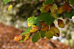 DSC_1543-Website
