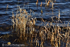 DSC_1550-Website