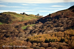 DSC_1558-Website