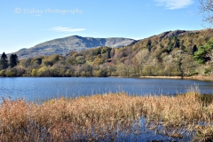 DSC_1565-Website
