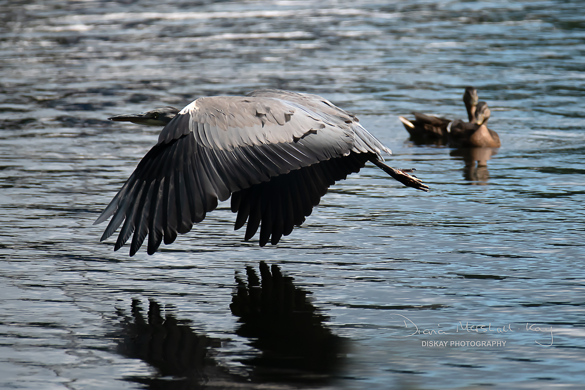 DSC_2144-Edited-Website