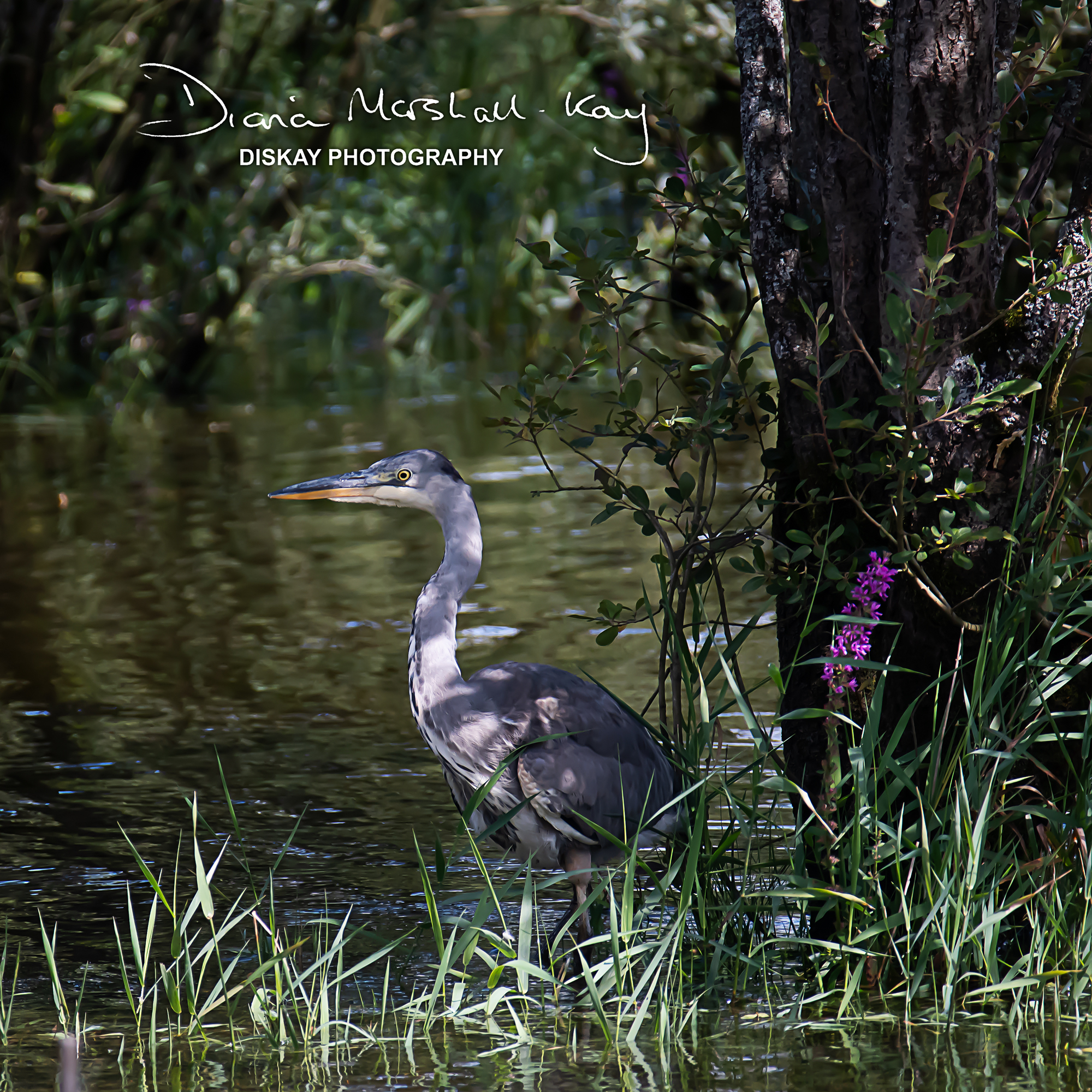 DSC_2152-Edited-Website