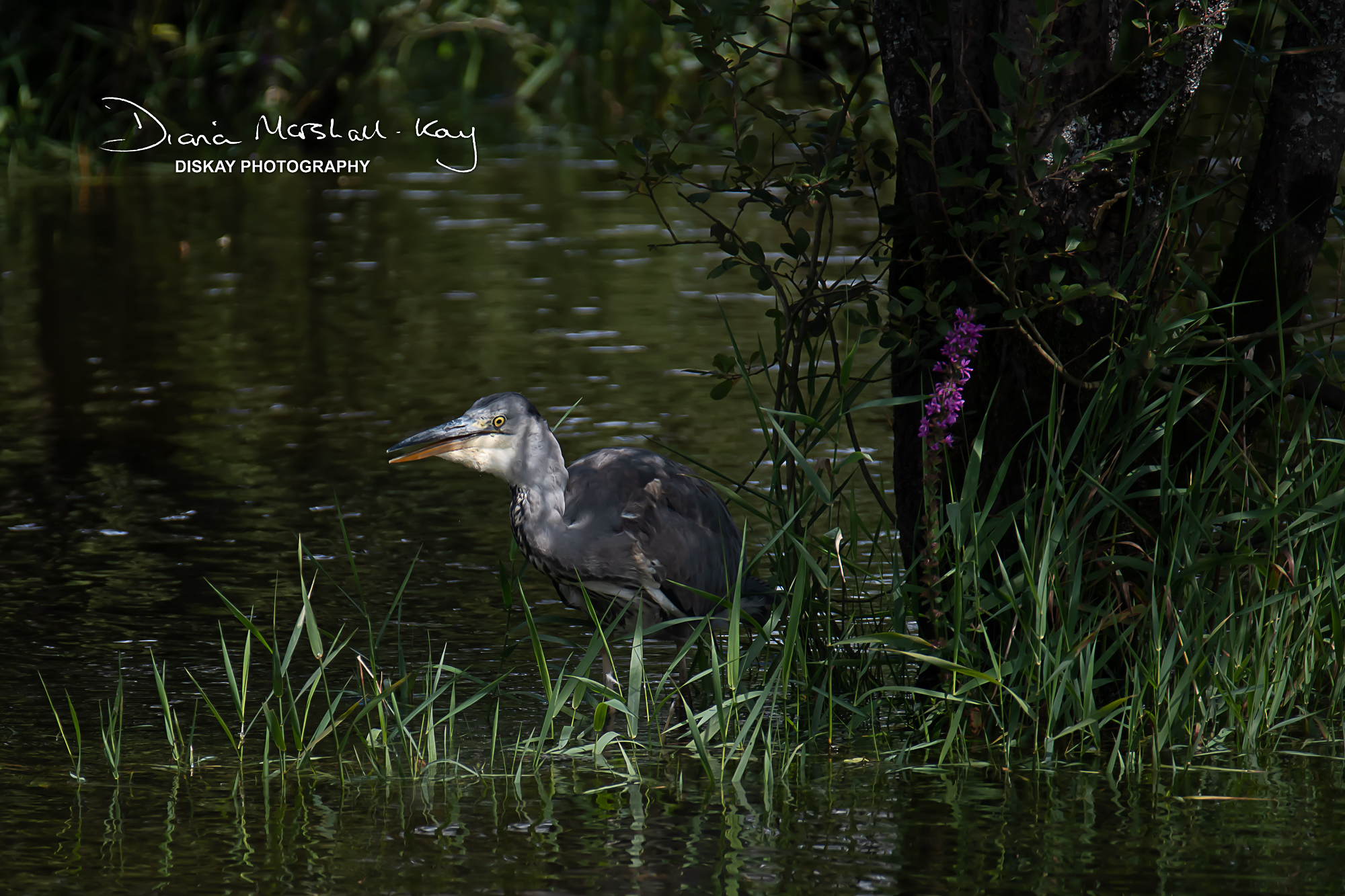 DSC_2158-Edited-Website