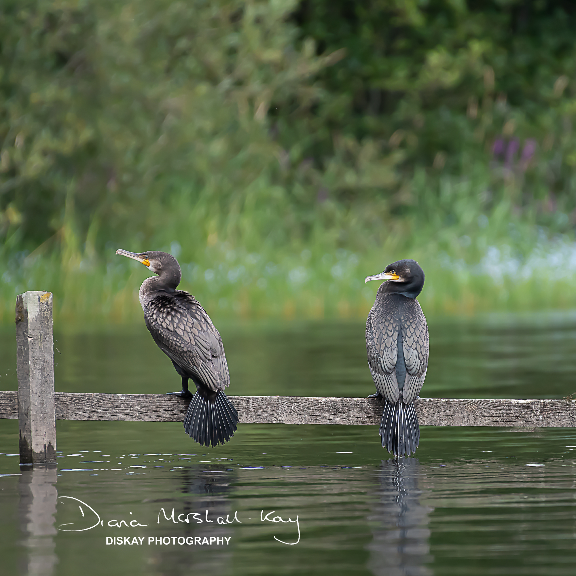 DSC_2181-Edited-Website