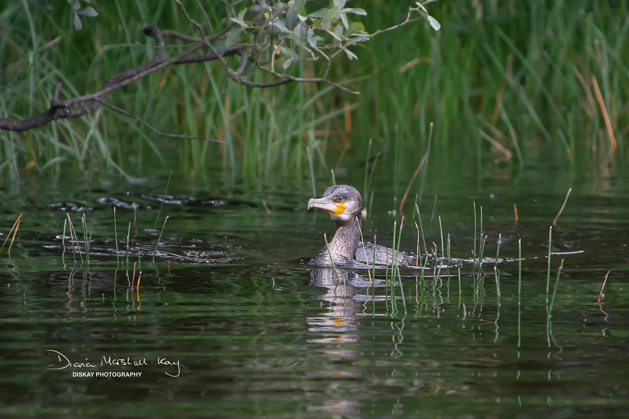 DSC_2235-Edited-Website