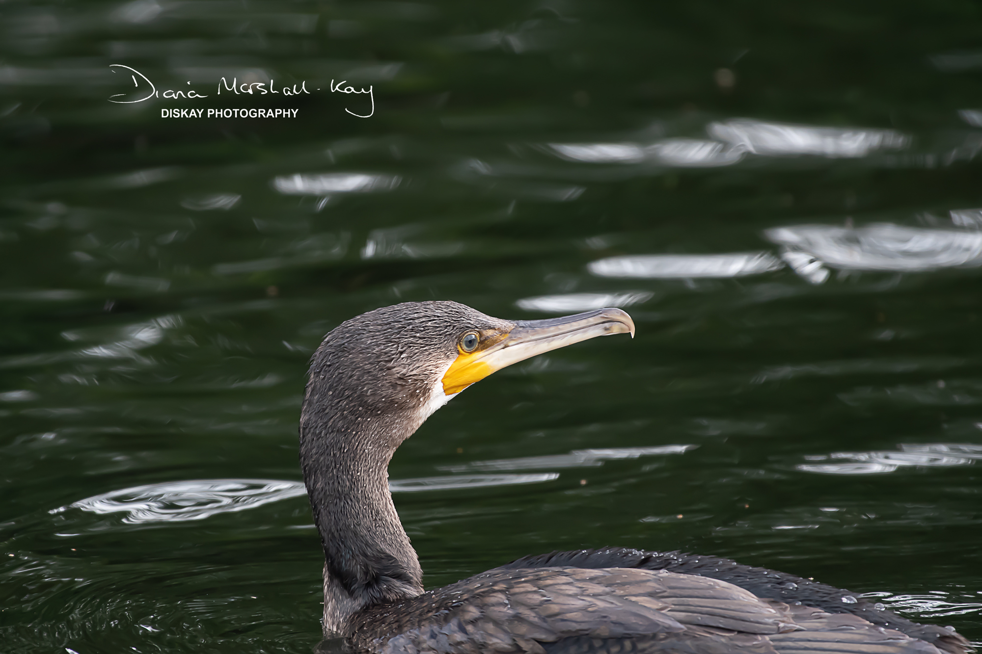 DSC_2249-Edited-Website