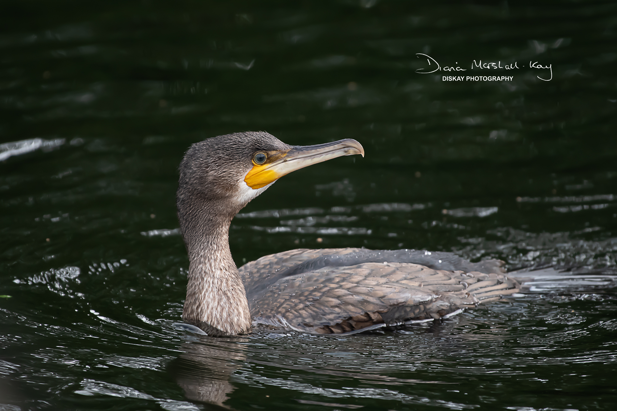 DSC_2251-Edited-Website