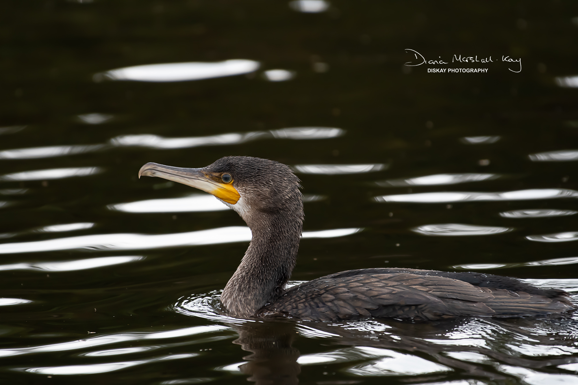 DSC_2252-Edited-Website