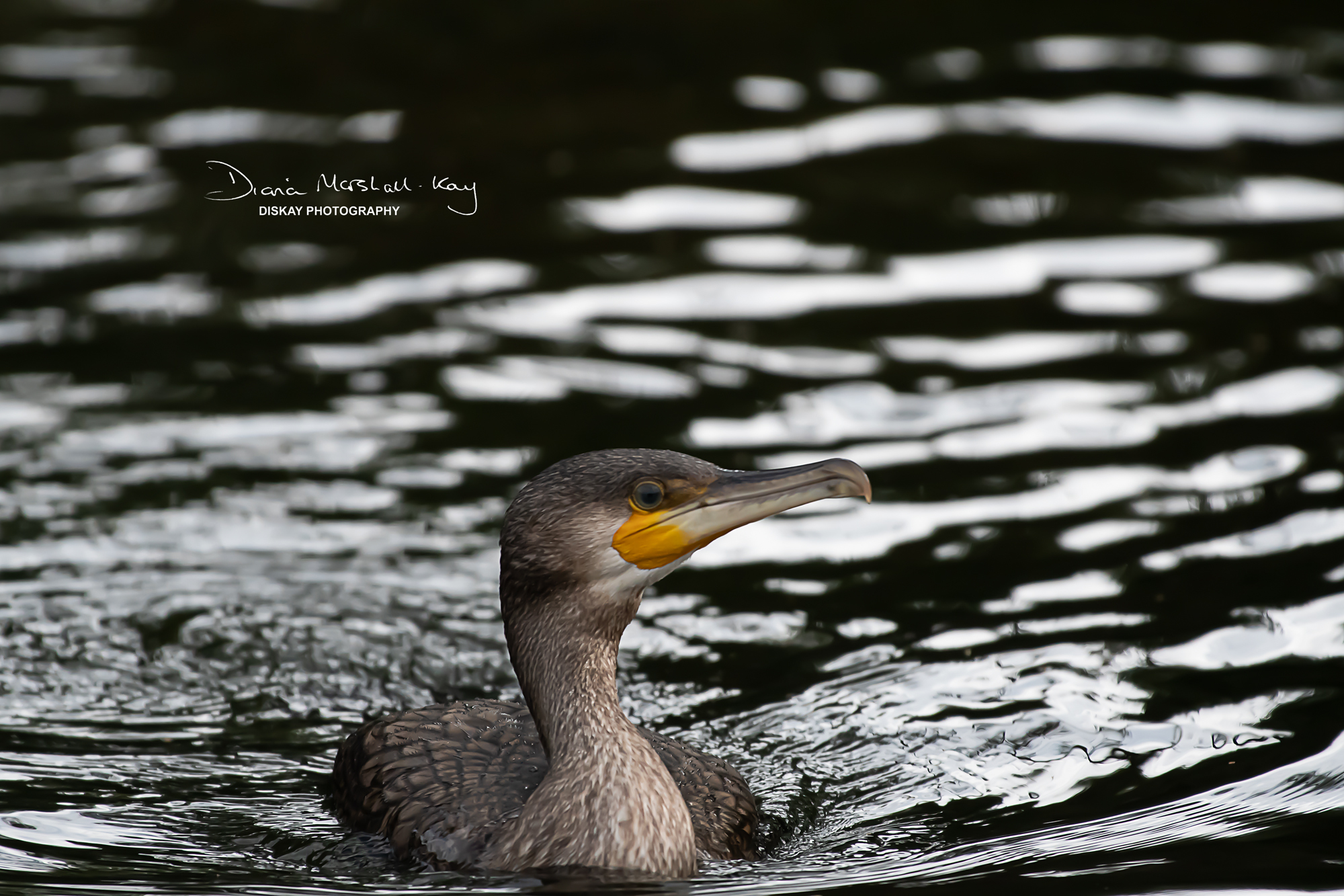 DSC_2256-Edited-Website
