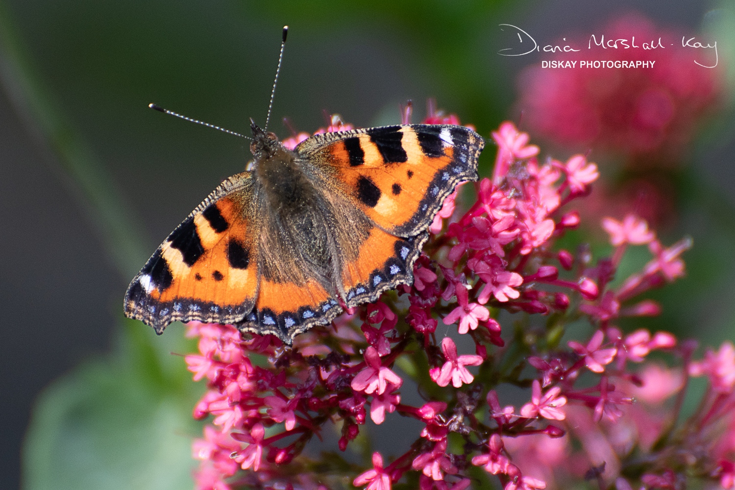 DSC_0410-Edited-Web