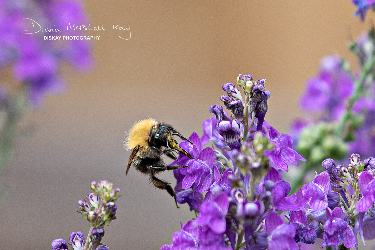 DSC_0483-Edited-Web-