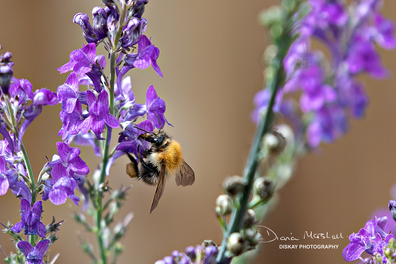 DSC_0484-Edited-Web-