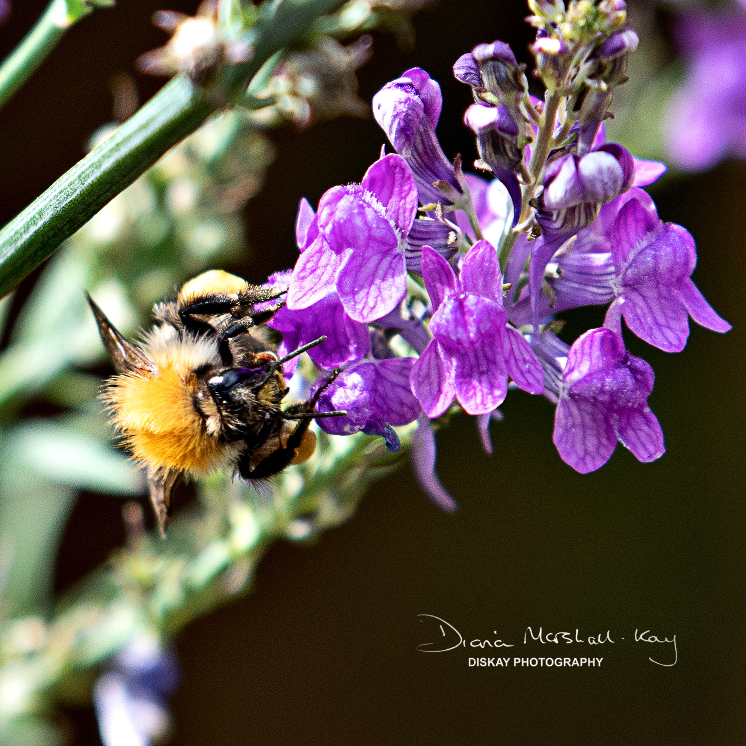 DSC_0487-Edited-Web-