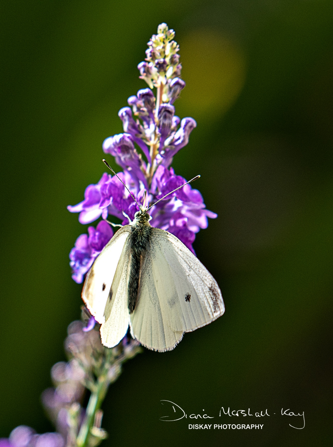 DSC_0492-Edited-Web-