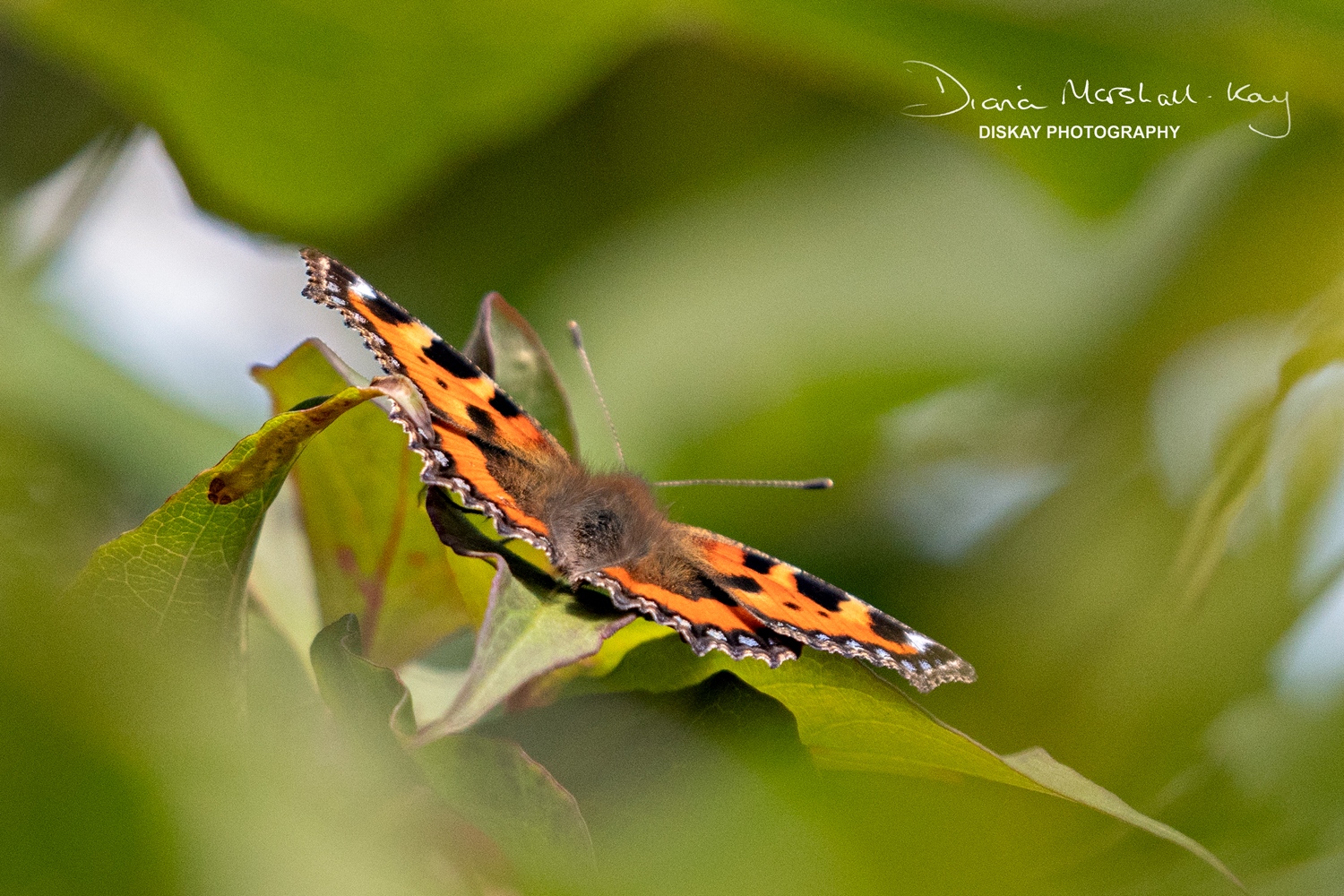 DSC_0506-Edited-Web-