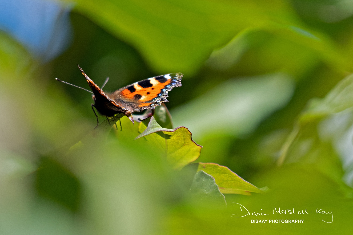 DSC_0507-Edited-Web-
