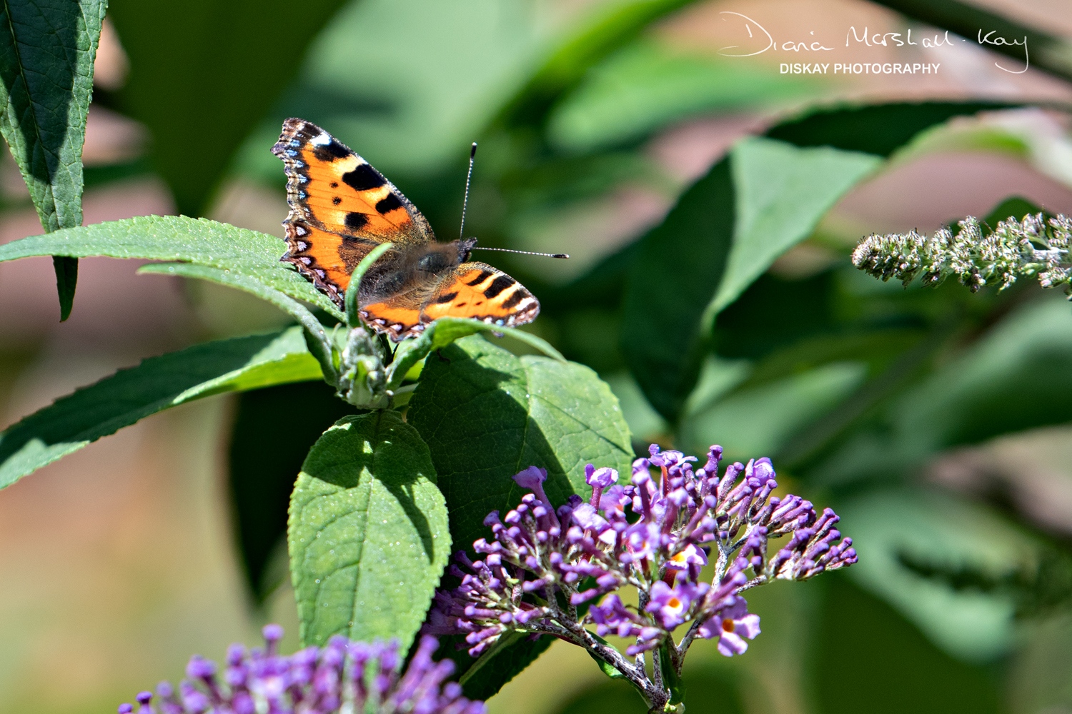 DSC_0510-Edited-Web-