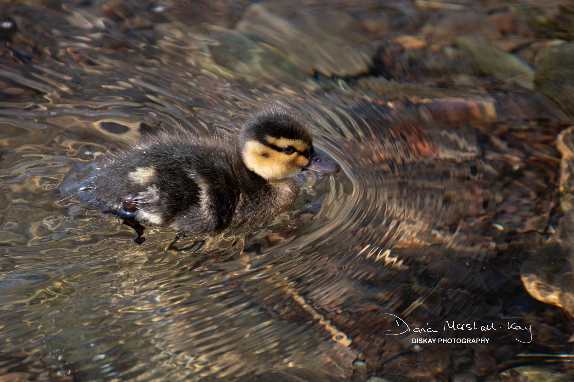 DSC_0898-Website