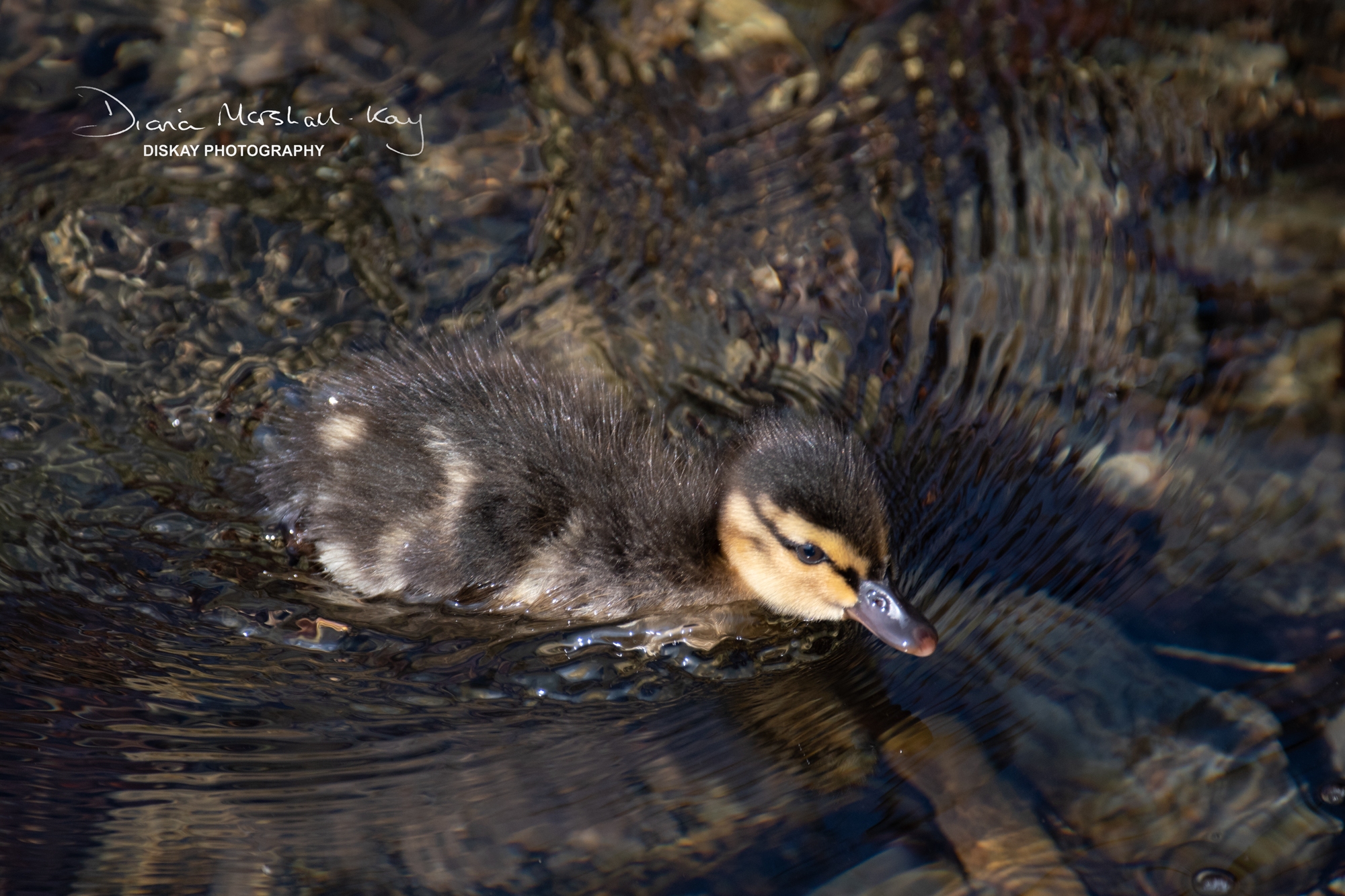 DSC_0899-Website