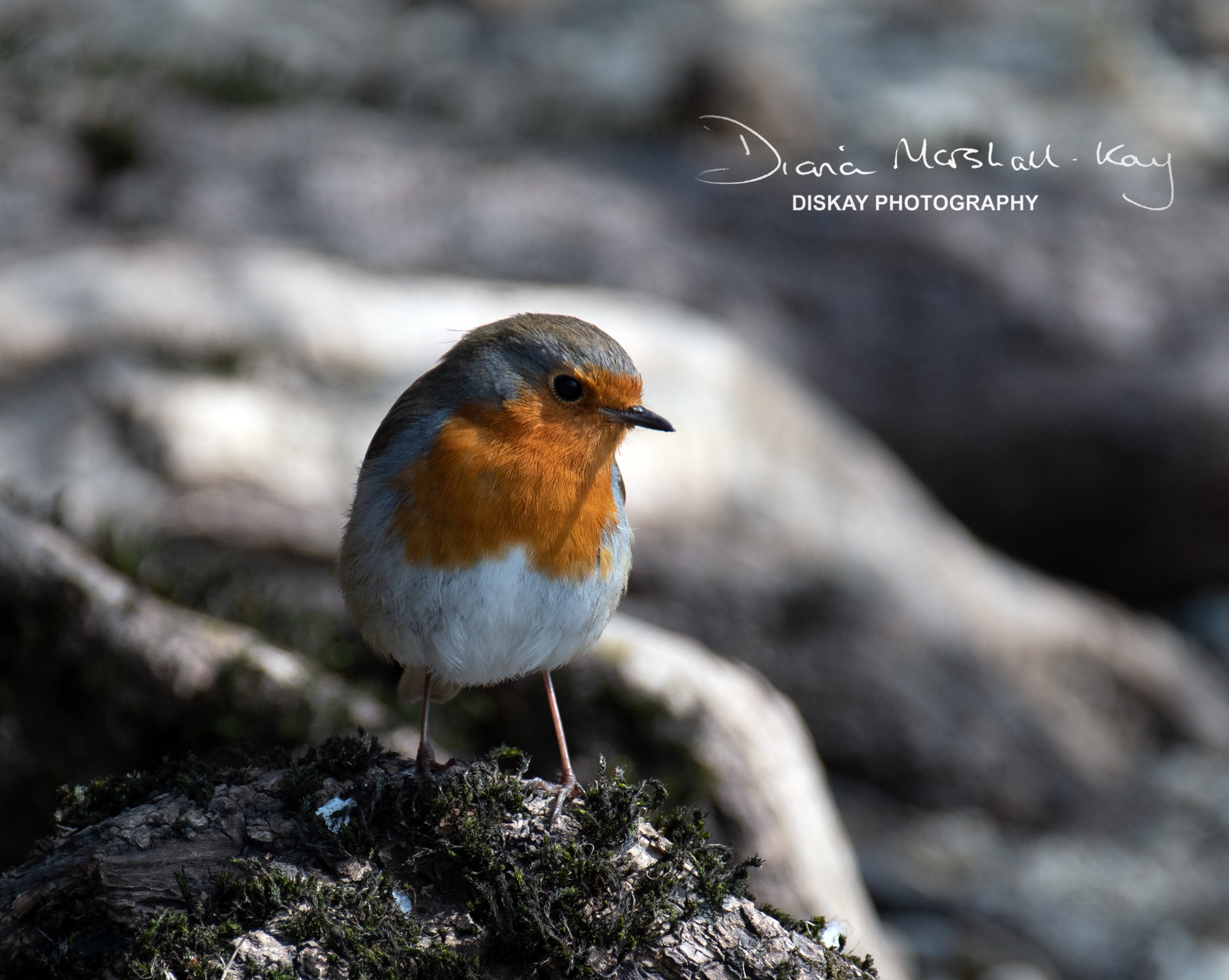 DSC_0912-Website