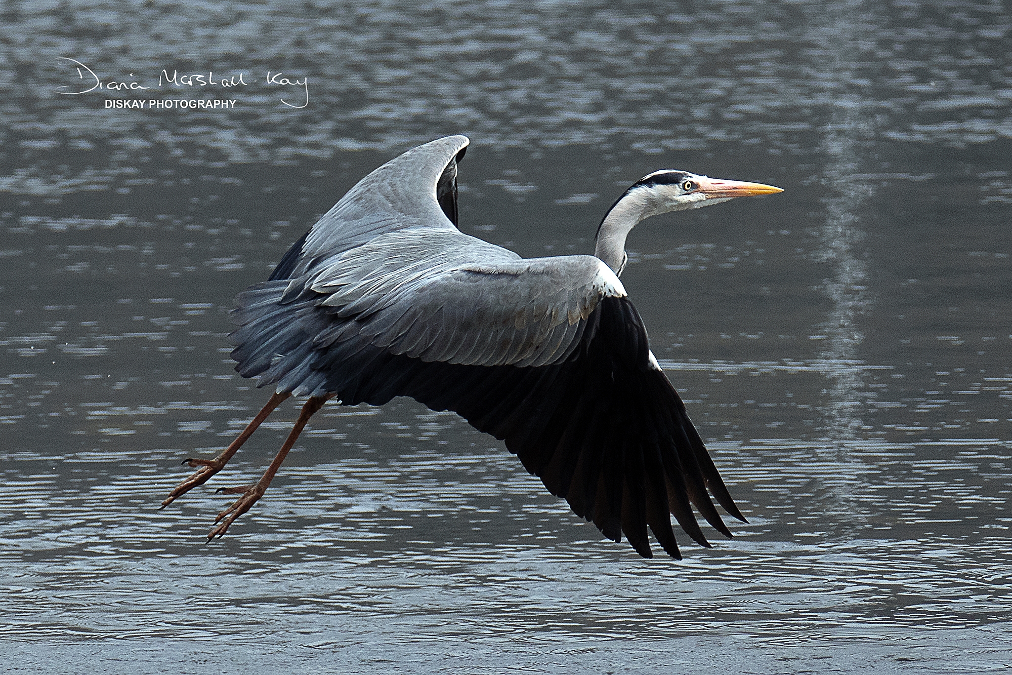 DSC_0916-Version-2-Website-
