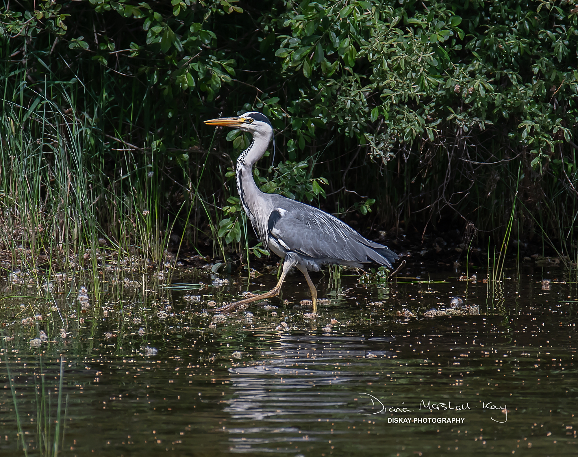 DSC_0960-Edited-Web