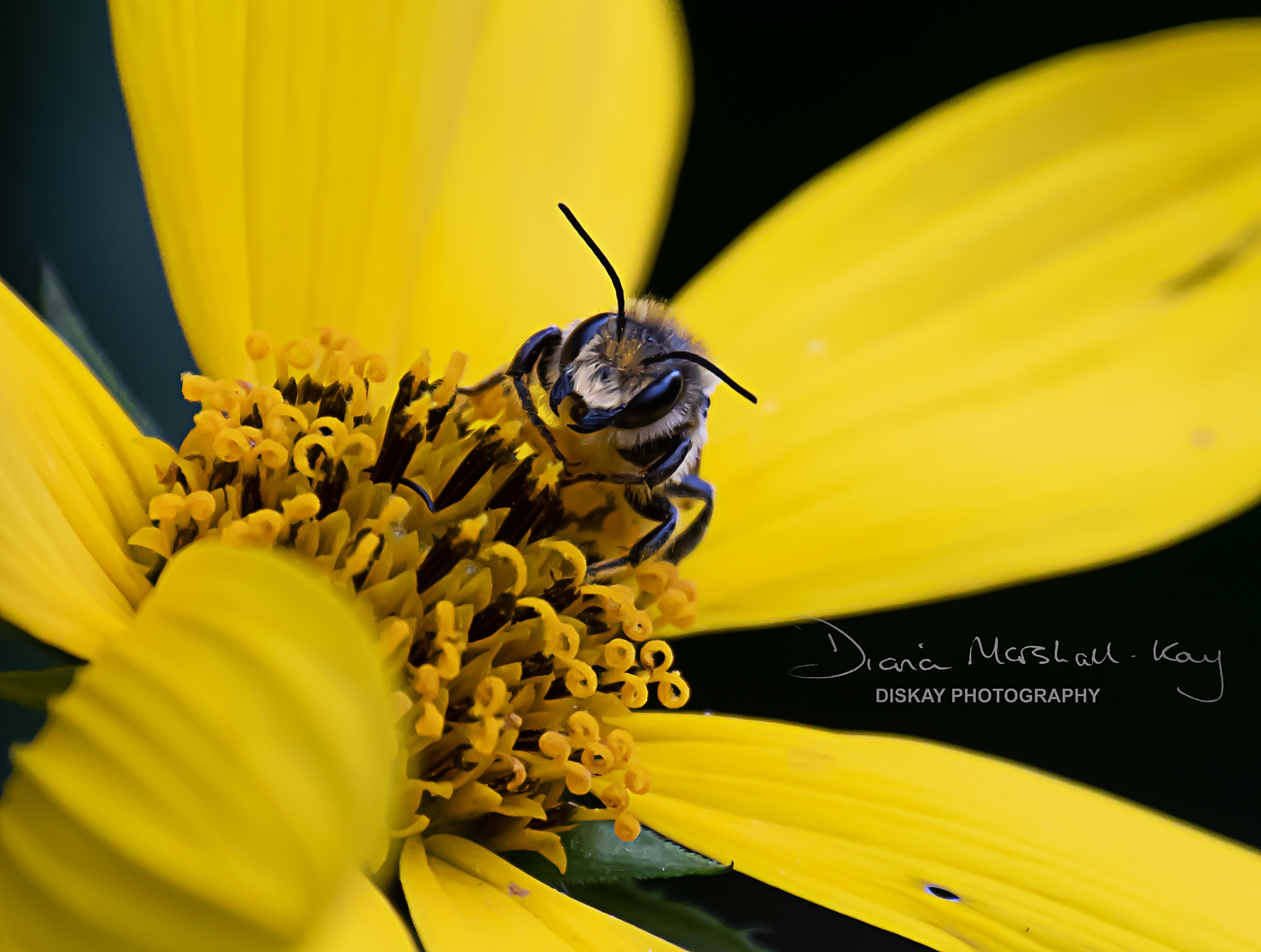 DSC_0979-Edited-Web