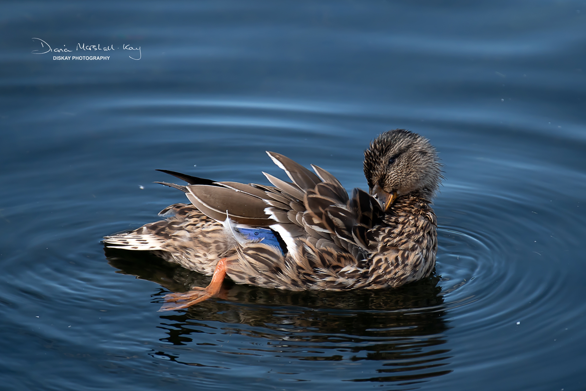 DSC_0991-Edited-Web