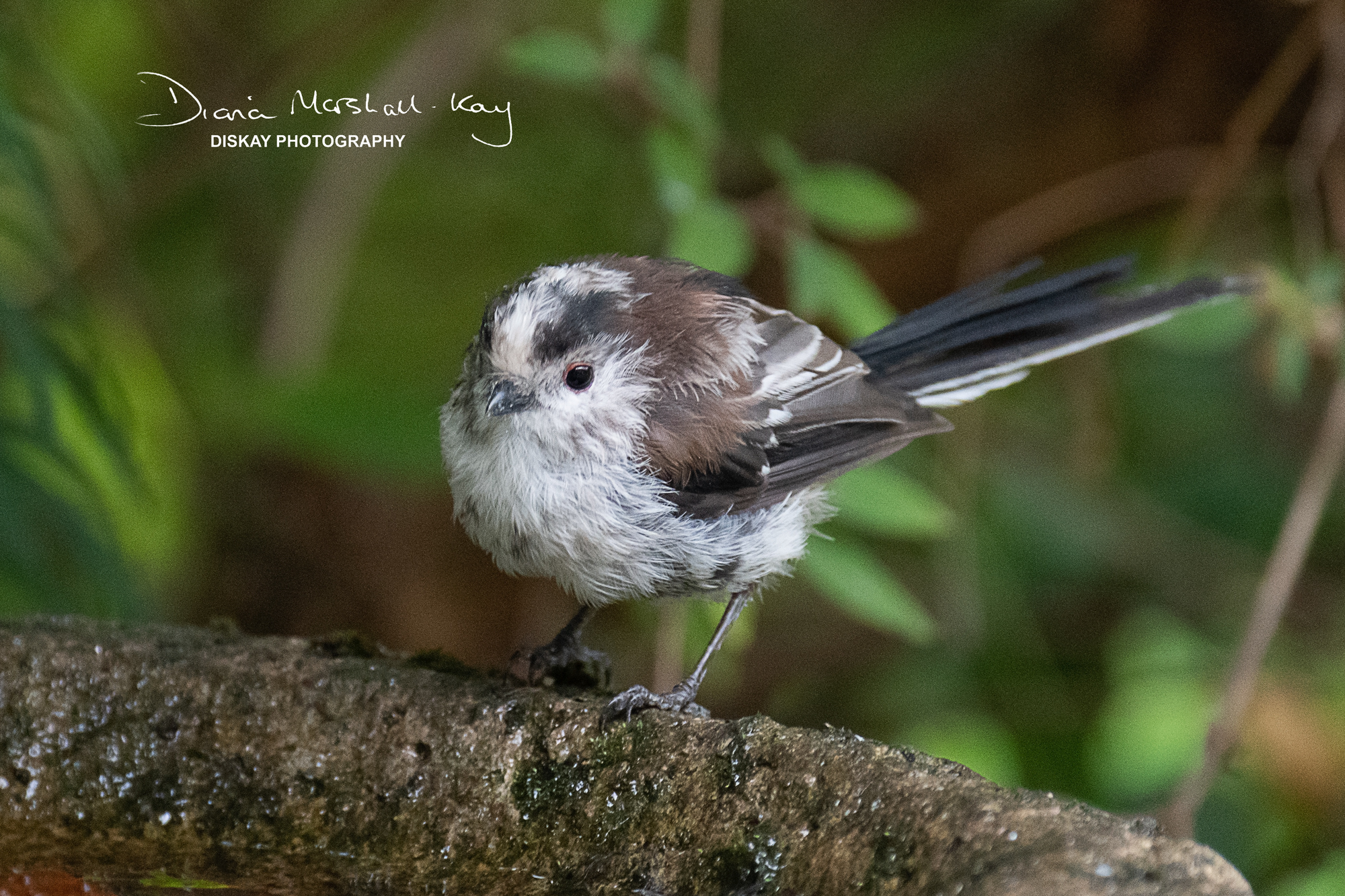 DSC_2110-Edited-WEbsite