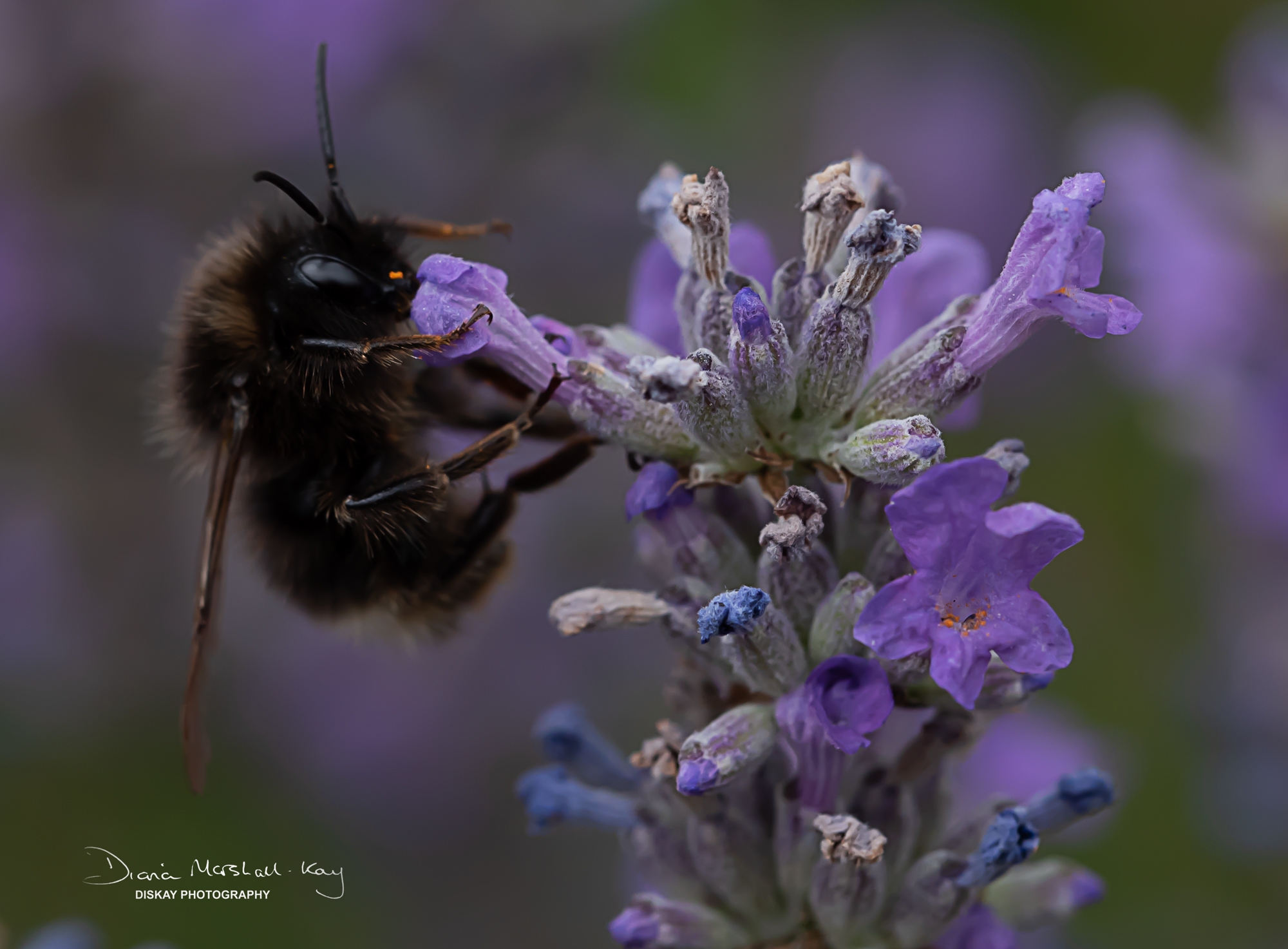 DSC_4665-Edited-Web