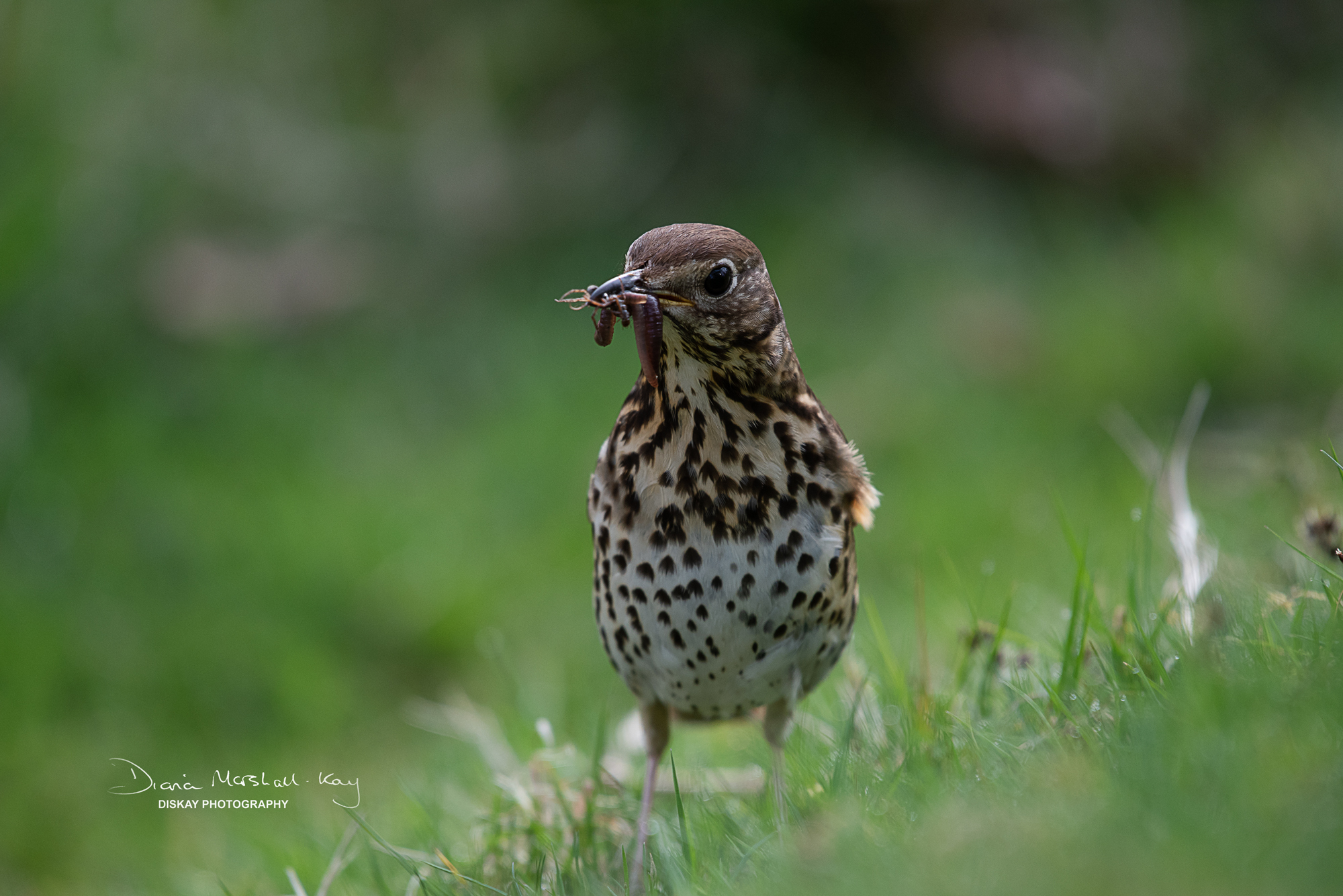 DSC_4915-Edited-Website