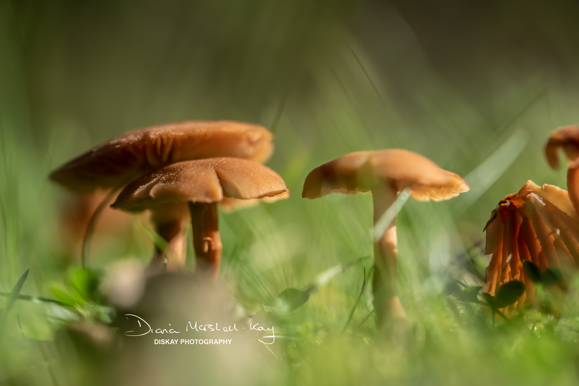 DSC_5256-Edited-Website