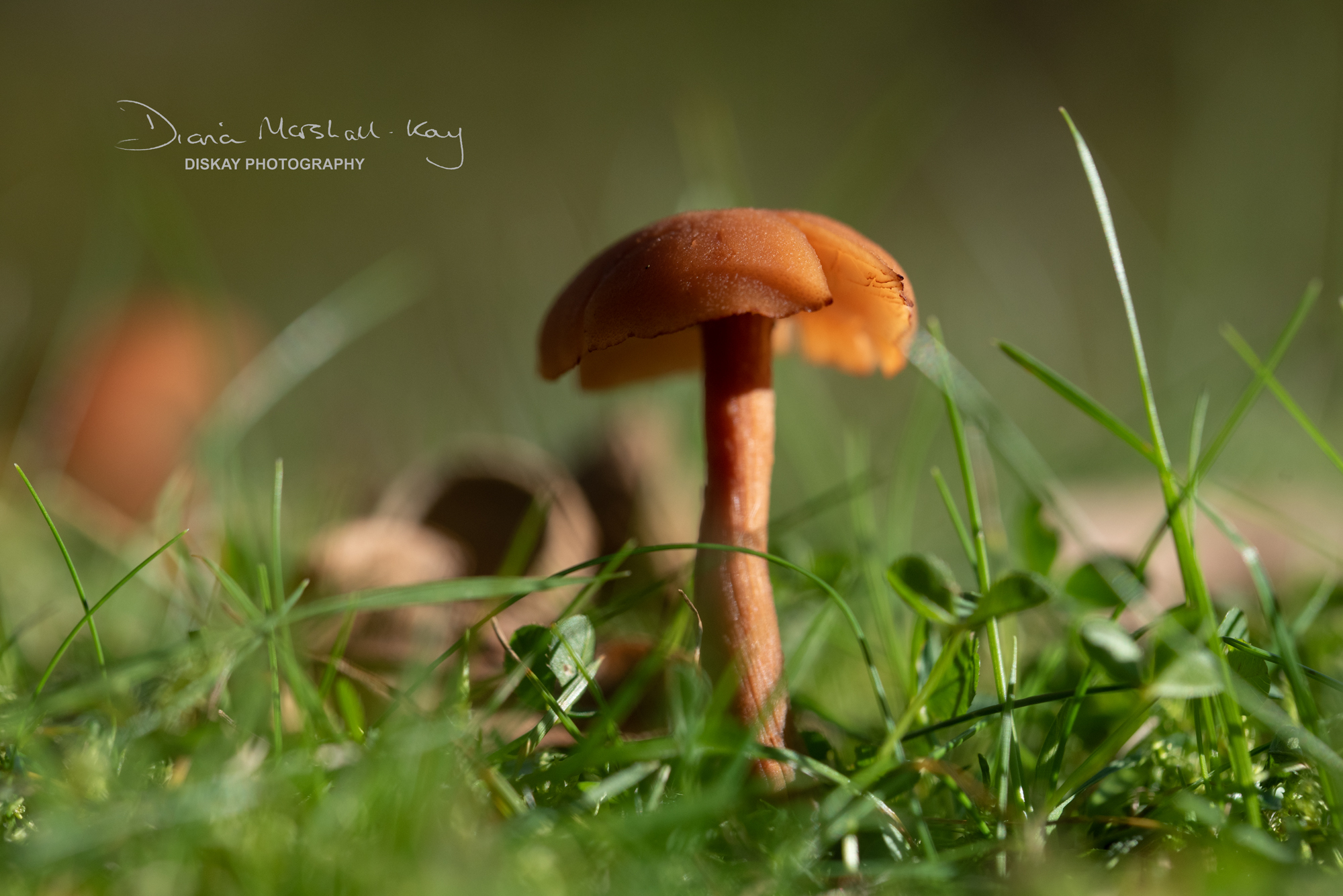 DSC_5258-Edited-Website