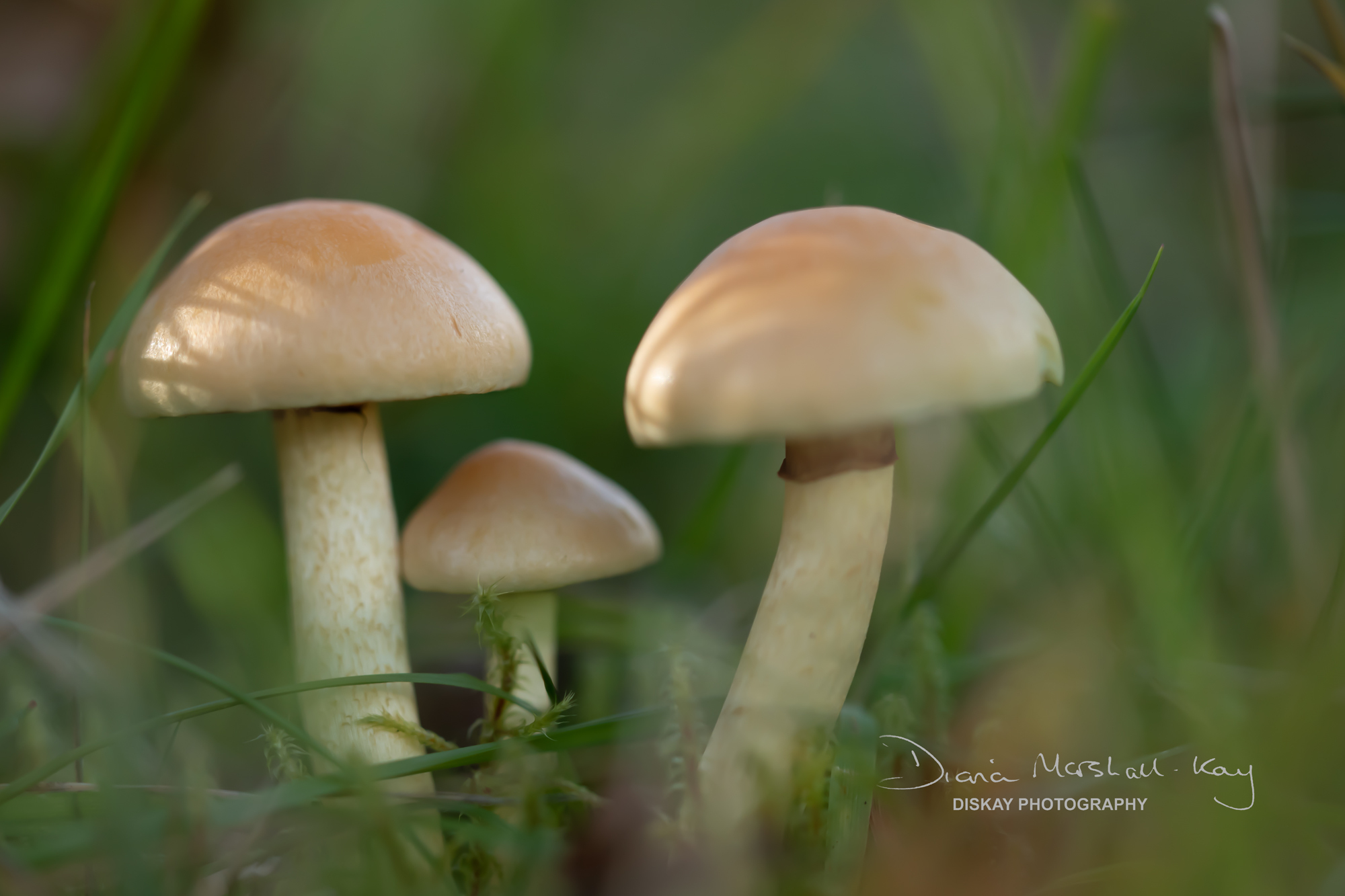 DSC_5260-Edited-Website