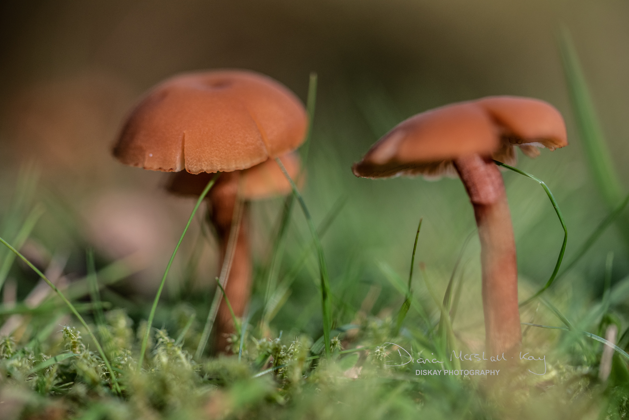 DSC_5262-Edited-Website