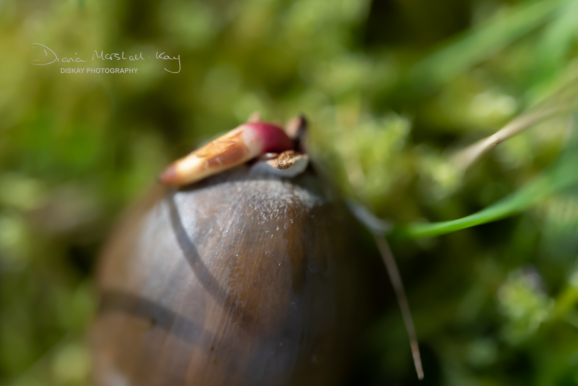 DSC_5265-Edited-Website