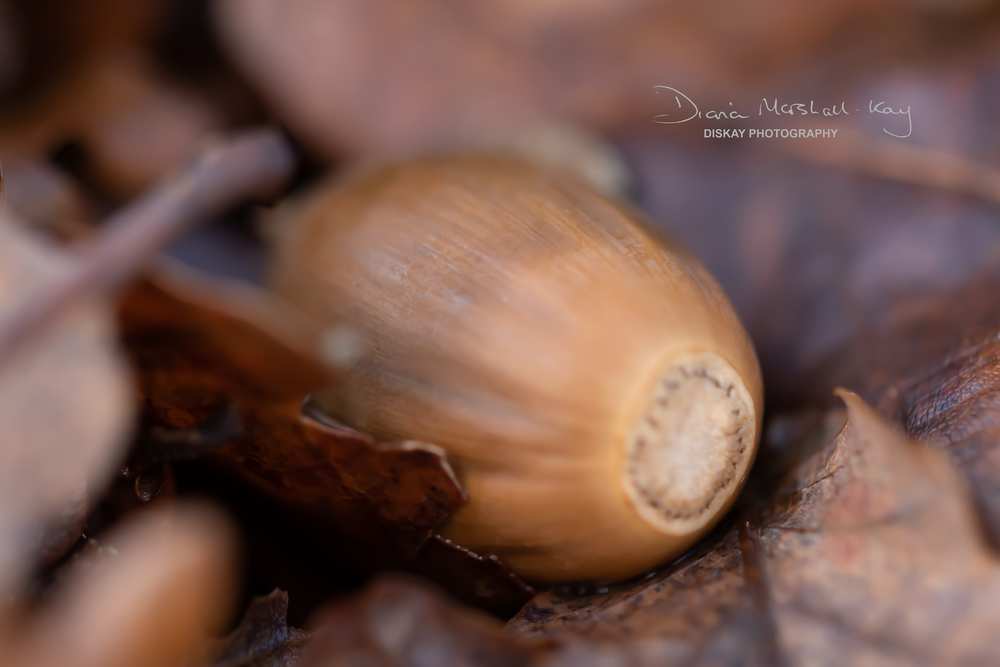 DSC_5267-Edited-Website
