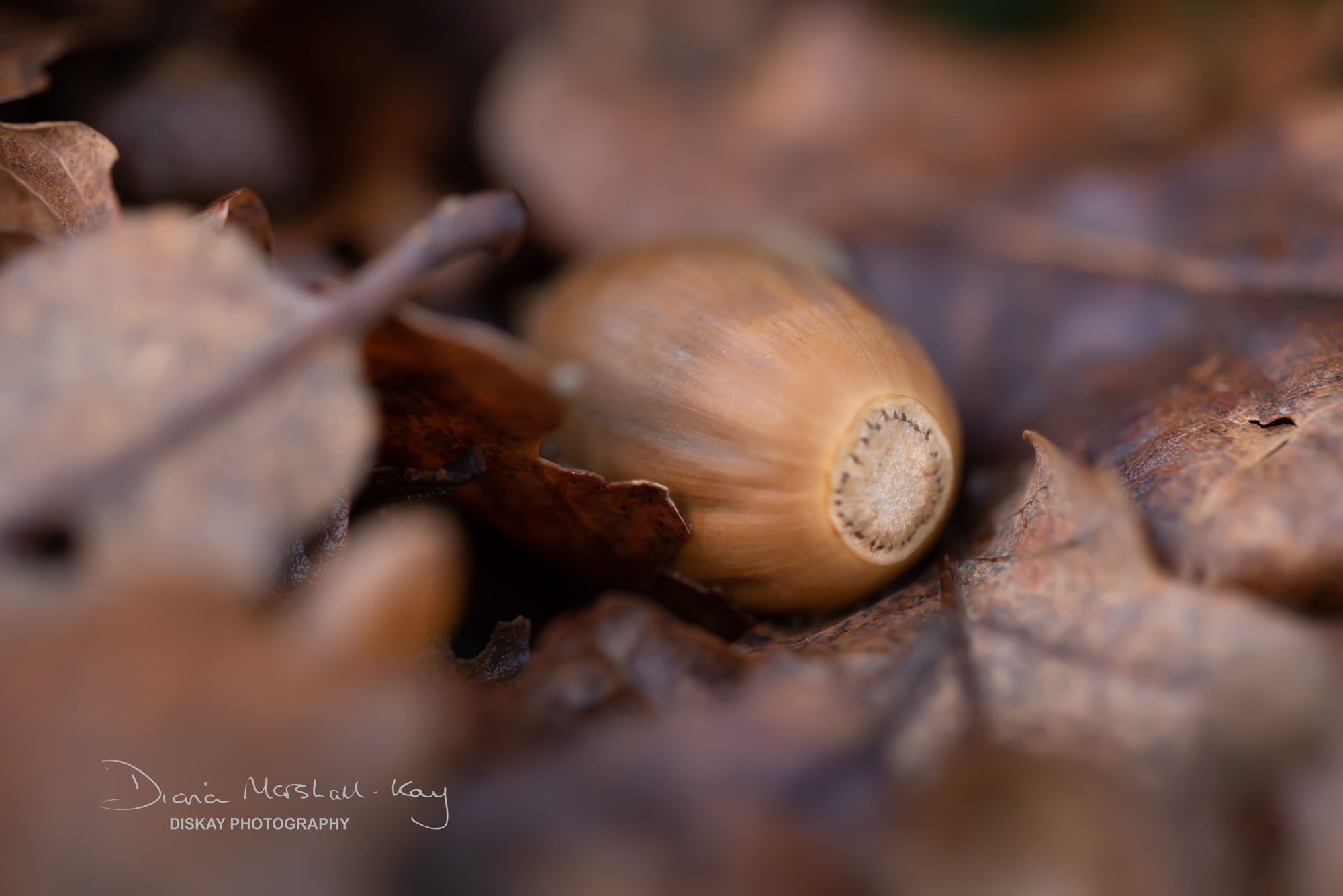 DSC_5268-Edited-Website