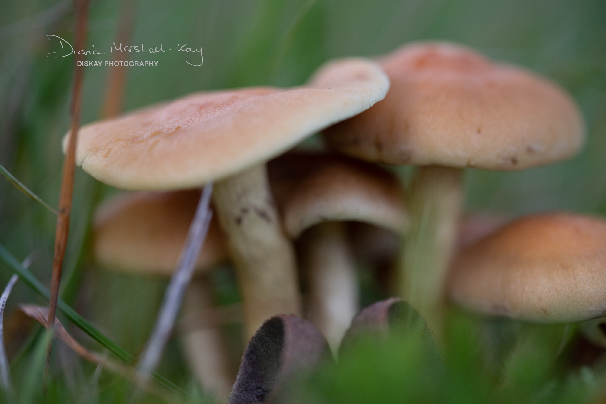 DSC_5270-Edited-Website