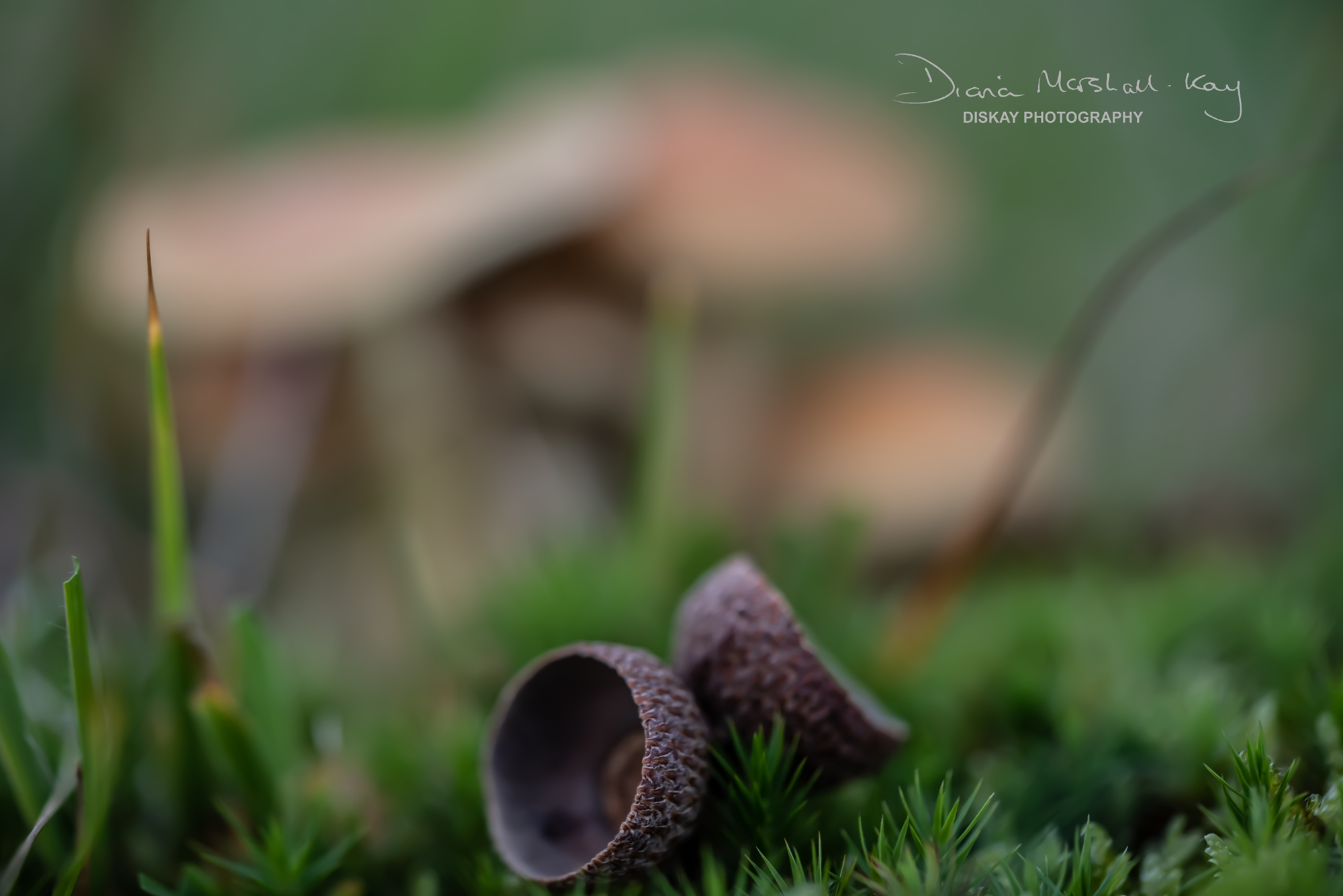 DSC_5272-Edited-Website