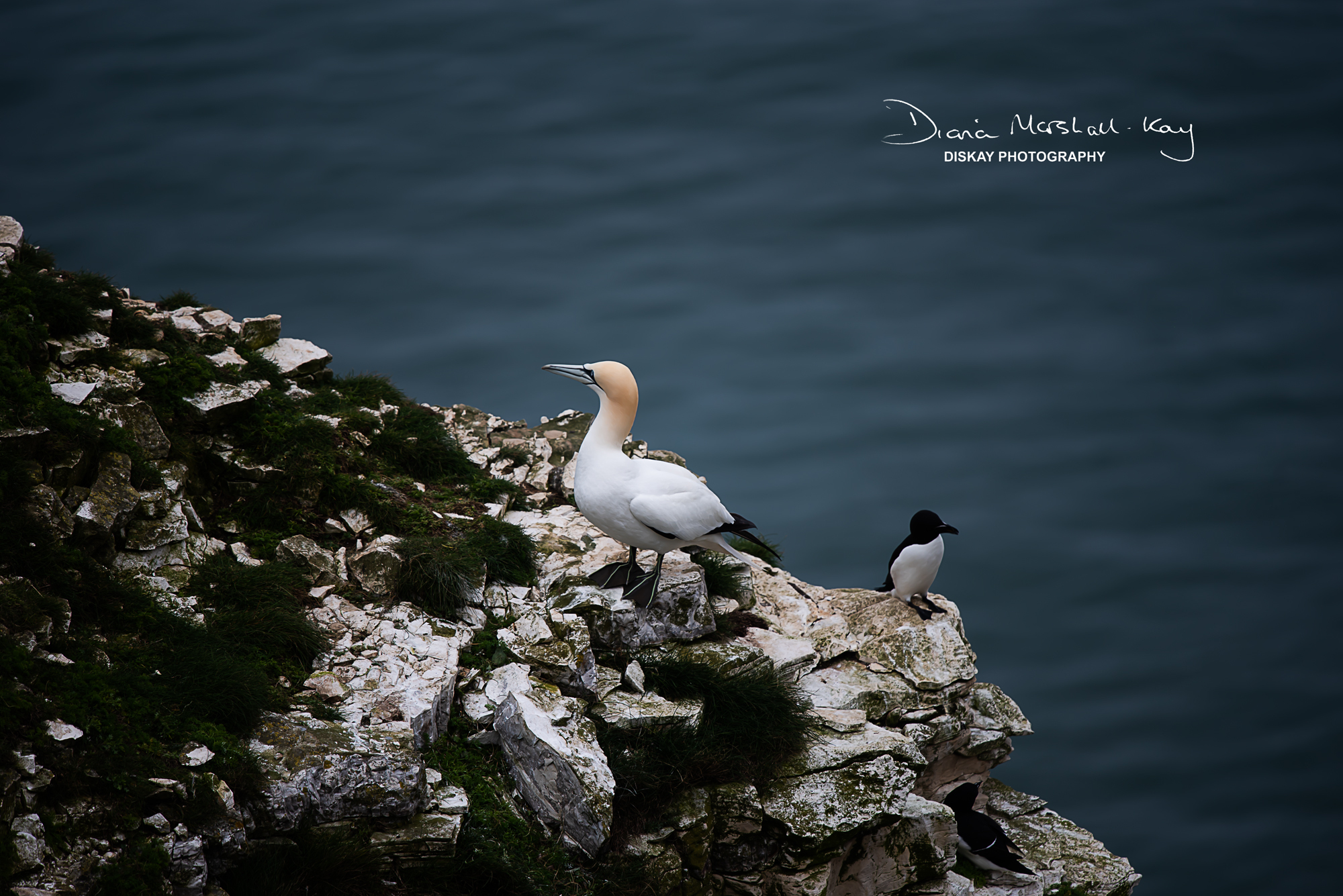 DSC_5677-Edited-Website