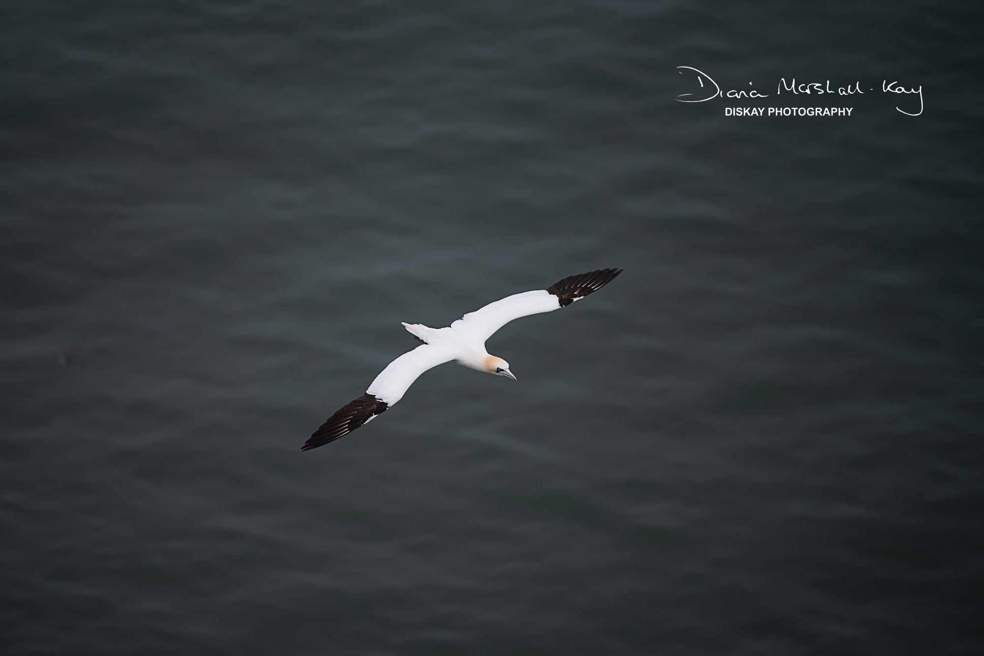 DSC_5684-Website-Edited