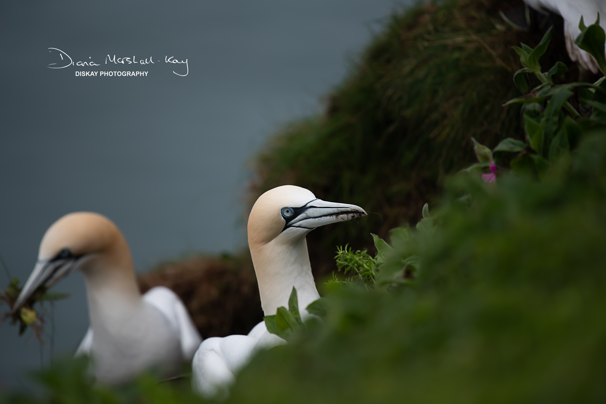 DSC_5692-Edited-Website