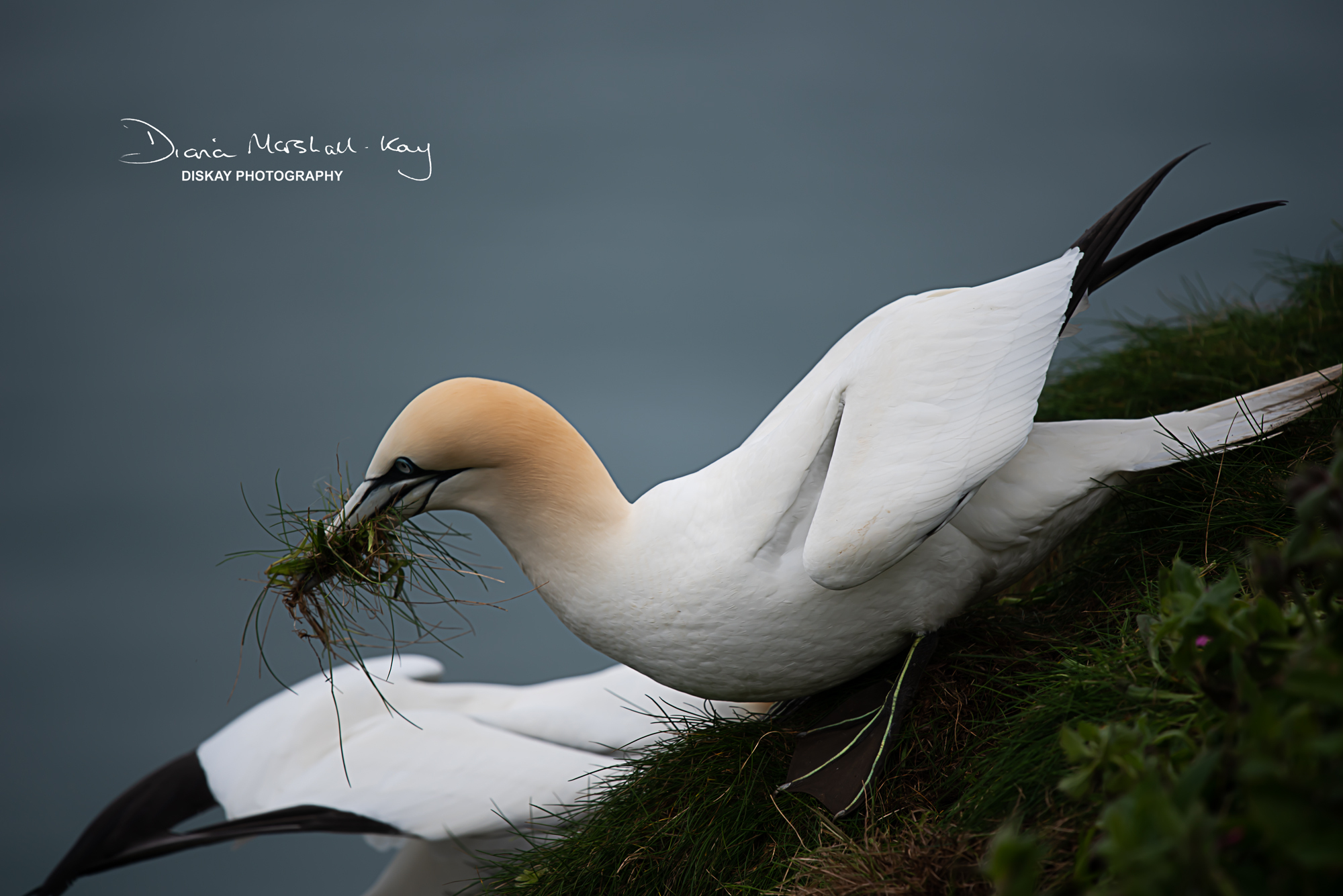 DSC_5706-Edited-Website