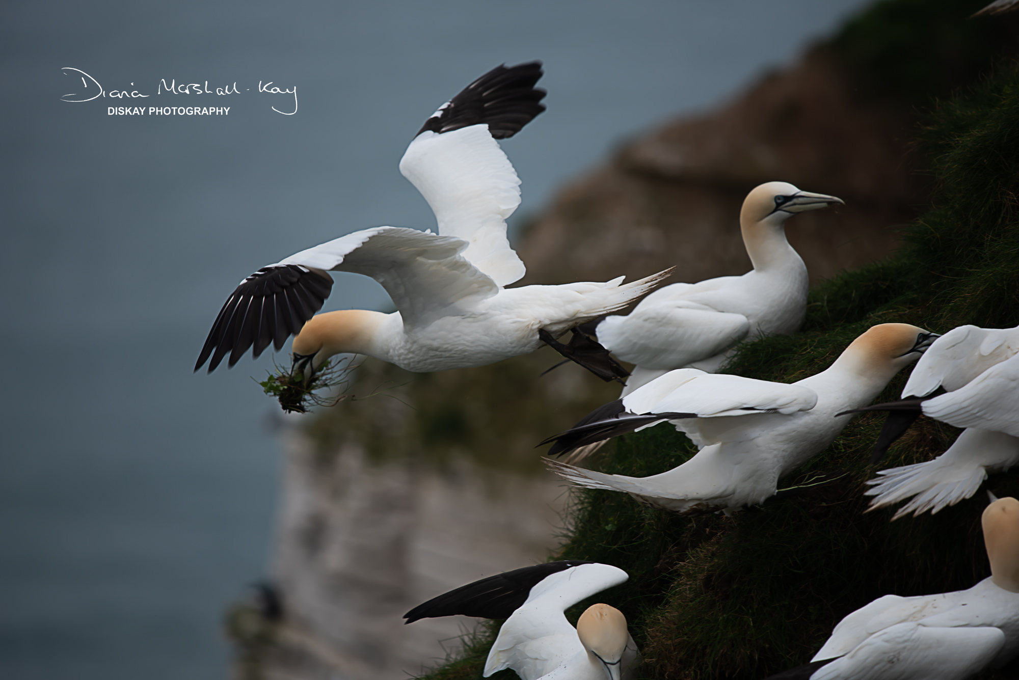 DSC_5715-Edited-Website