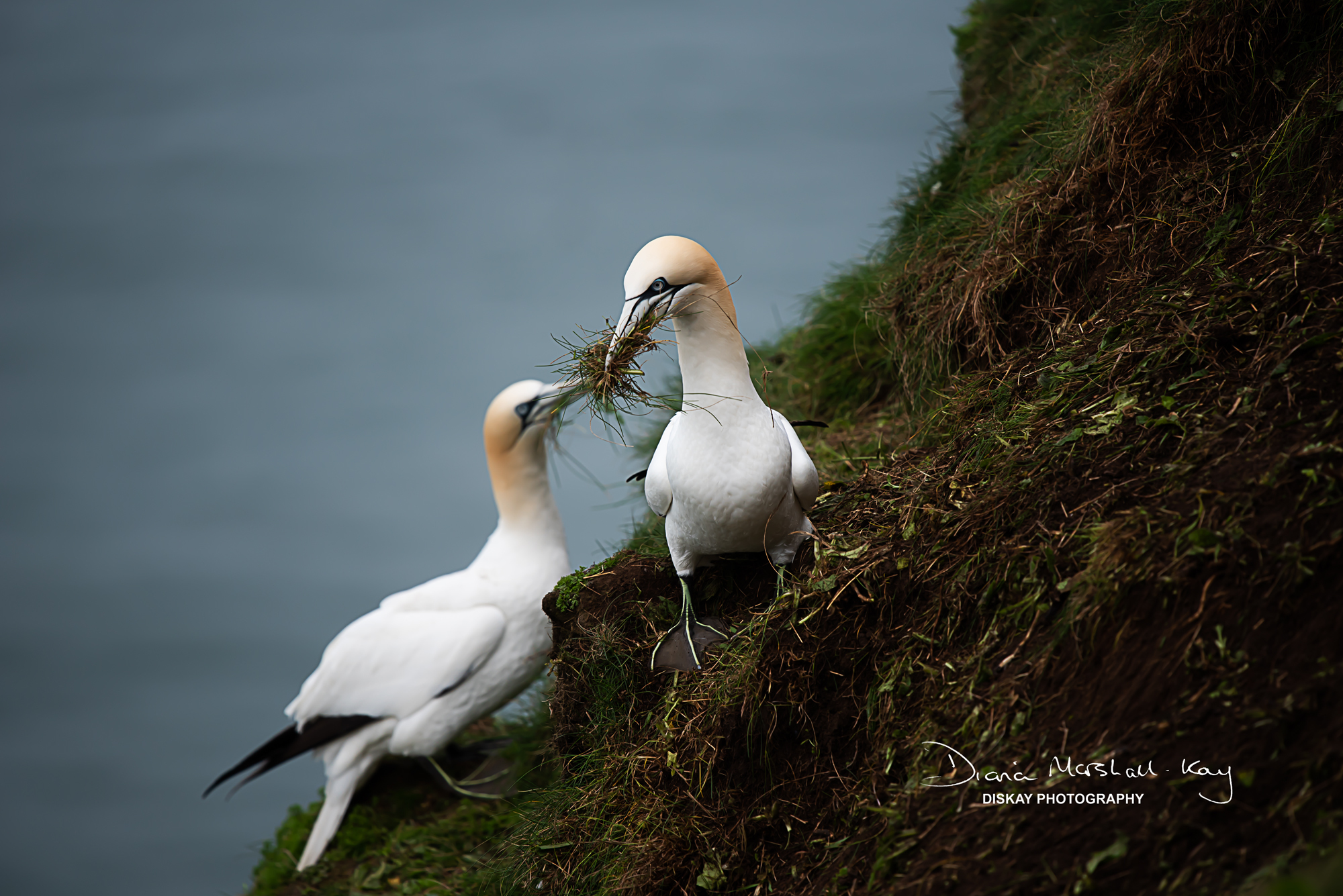 DSC_5720-Edited-Website